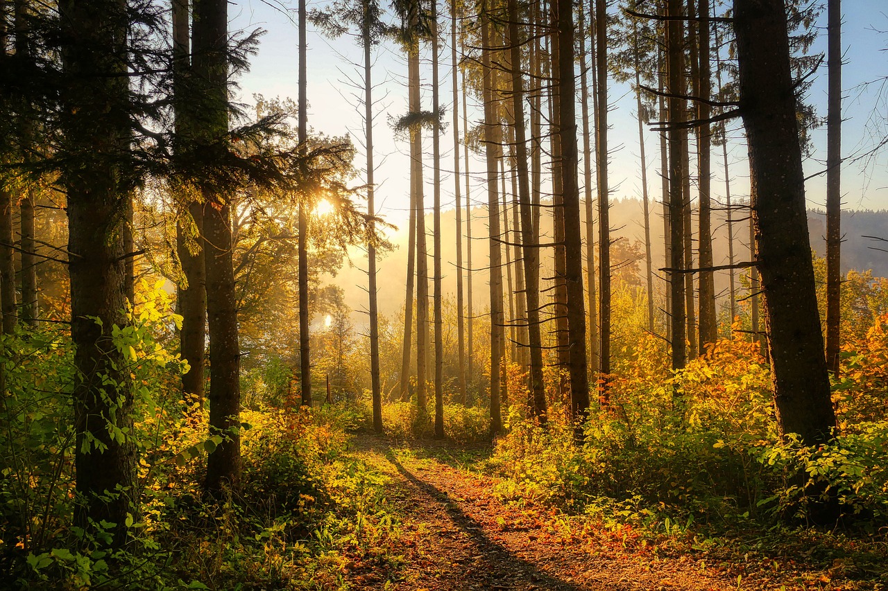 explorez la magie des forêts, ces écosystèmes riches en biodiversité. découvrez la faune et la flore, les bienfaits de la nature sur notre santé et des idées d'activités en plein air. plongez-vous dans l'univers fascinant des forêts et ressentez la sérénité qu'elles offrent.