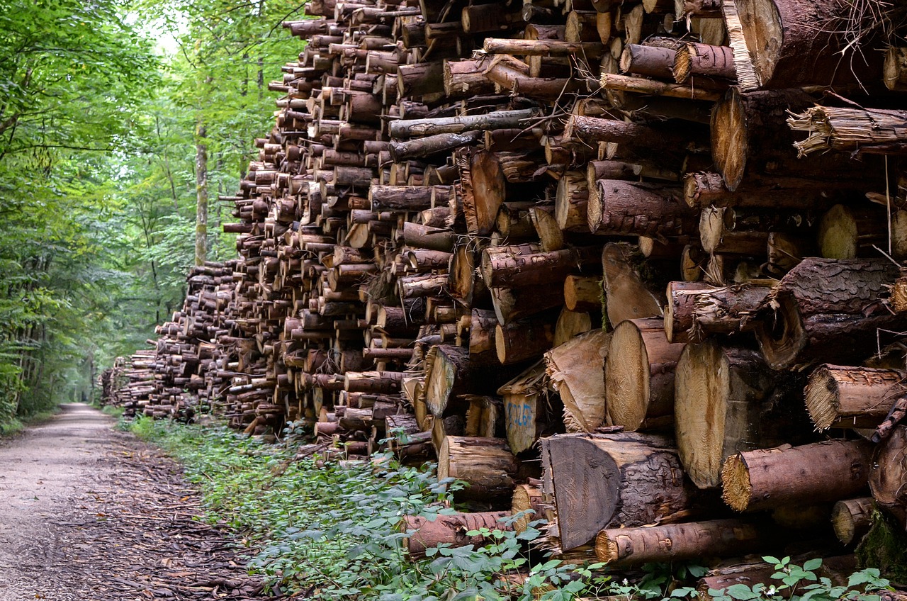 La foresterie : une source majeure ou mineure d’émissions de gaz à effet de serre ?