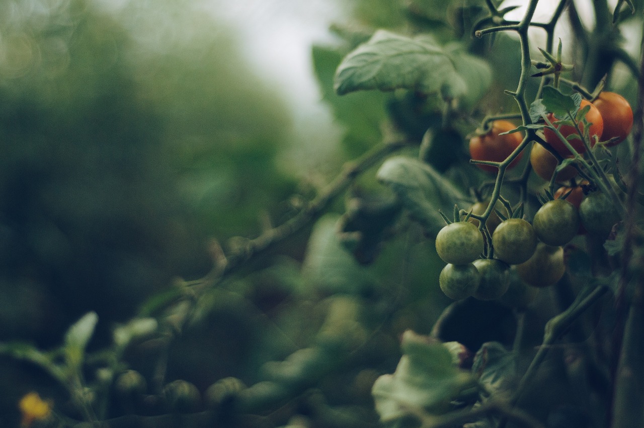 découvrez les avantages de l'agriculture biologique : une méthode durable qui préserve l'environnement, favorise la biodiversité et produit des aliments sains, sans pesticides ni engrais chimiques.