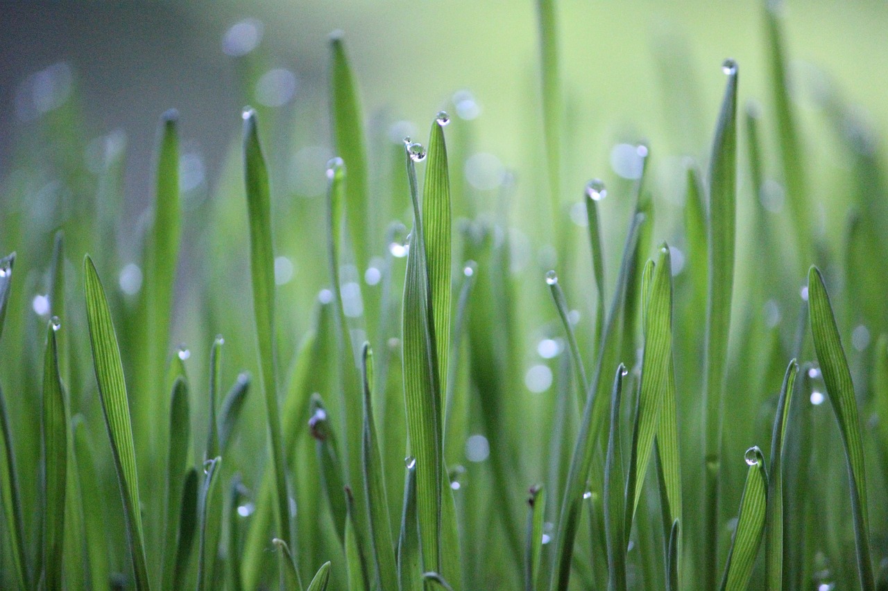 découvrez l'agriculture urbaine, une approche innovante qui transforme nos villes en havres de verdure. apprenez comment cultiver des plantes et des légumes en milieu urbain, favorisant la durabilité, la biodiversité et le bien-être communautaire.