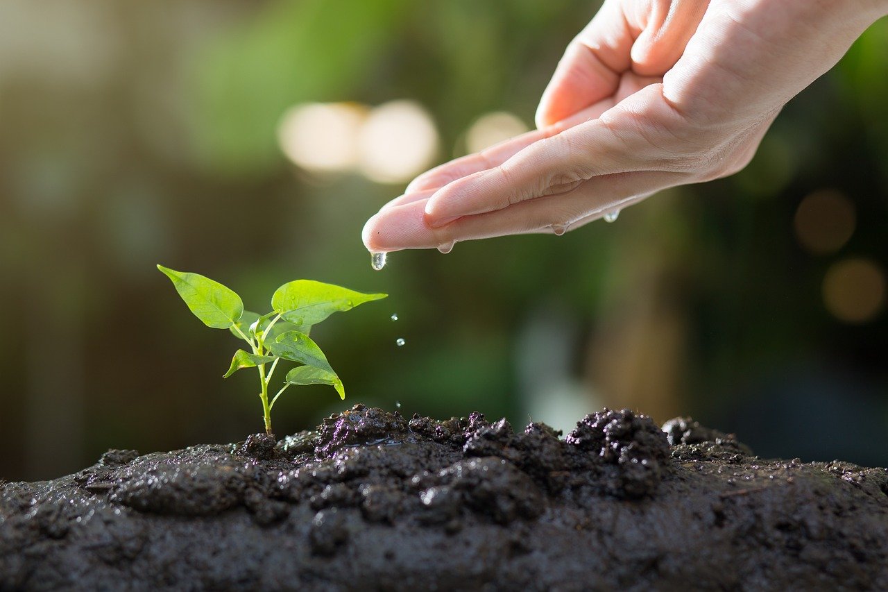 découvrez l'écologie, une science essentielle qui étudie les interactions entre les organismes vivants et leur environnement. explorez les enjeux environnementaux, la biodiversité, et les solutions durables pour préserver notre planète.