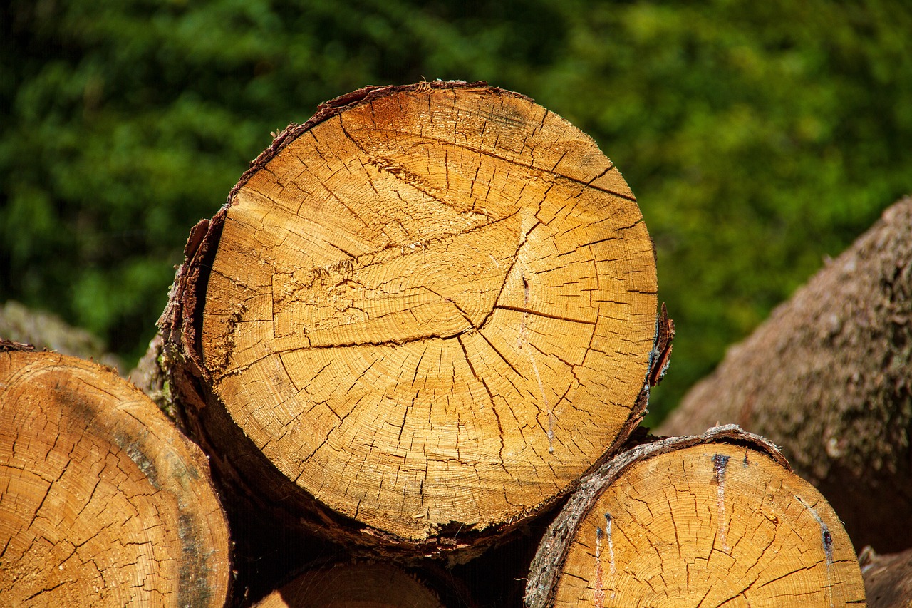 découvrez le monde fascinant de la foresterie, une discipline clé dédiée à la gestion durable des forêts, à la préservation de la biodiversité et à l'exploitation responsable des ressources forestières. apprenez-en davantage sur les techniques de sylviculture, les enjeux environnementaux et les initiatives innovantes pour un avenir forestier durable.