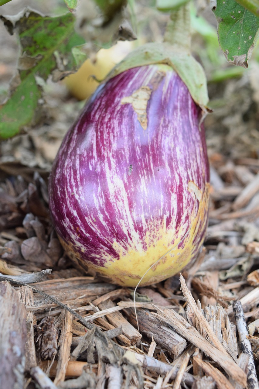 découvrez la permaculture, une méthode durable d'agriculture qui s'inspire de la nature pour créer des systèmes alimentaires résilients. apprenez à cultiver vos plantes de manière écologique, à enrichir votre sol et à favoriser la biodiversité tout en réduisant votre impact sur l'environnement.