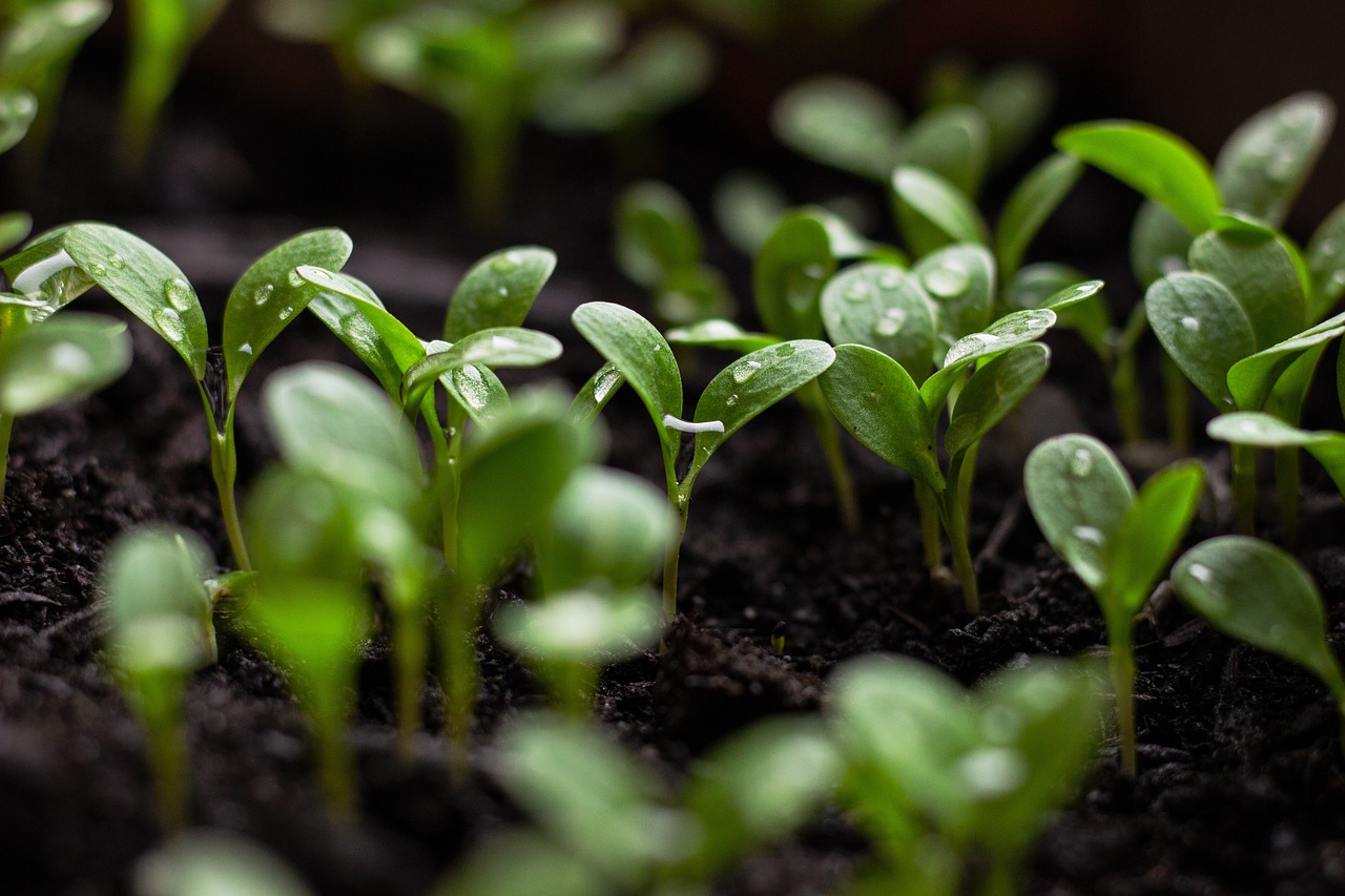 découvrez les principes du développement durable, une approche qui vise à équilibrer croissance économique, protection de l'environnement et bien-être social. apprenez comment adopter des pratiques durables pour préserver notre planète pour les générations futures.