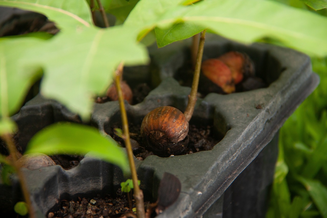 découvrez l'importance de la reforestation pour notre planète. apprenez comment cette pratique essentielle contribue à la lutte contre le changement climatique, préserve la biodiversité et améliore la qualité de l'air. engagez-vous pour un avenir durable en soutenant des projets de reforestation.