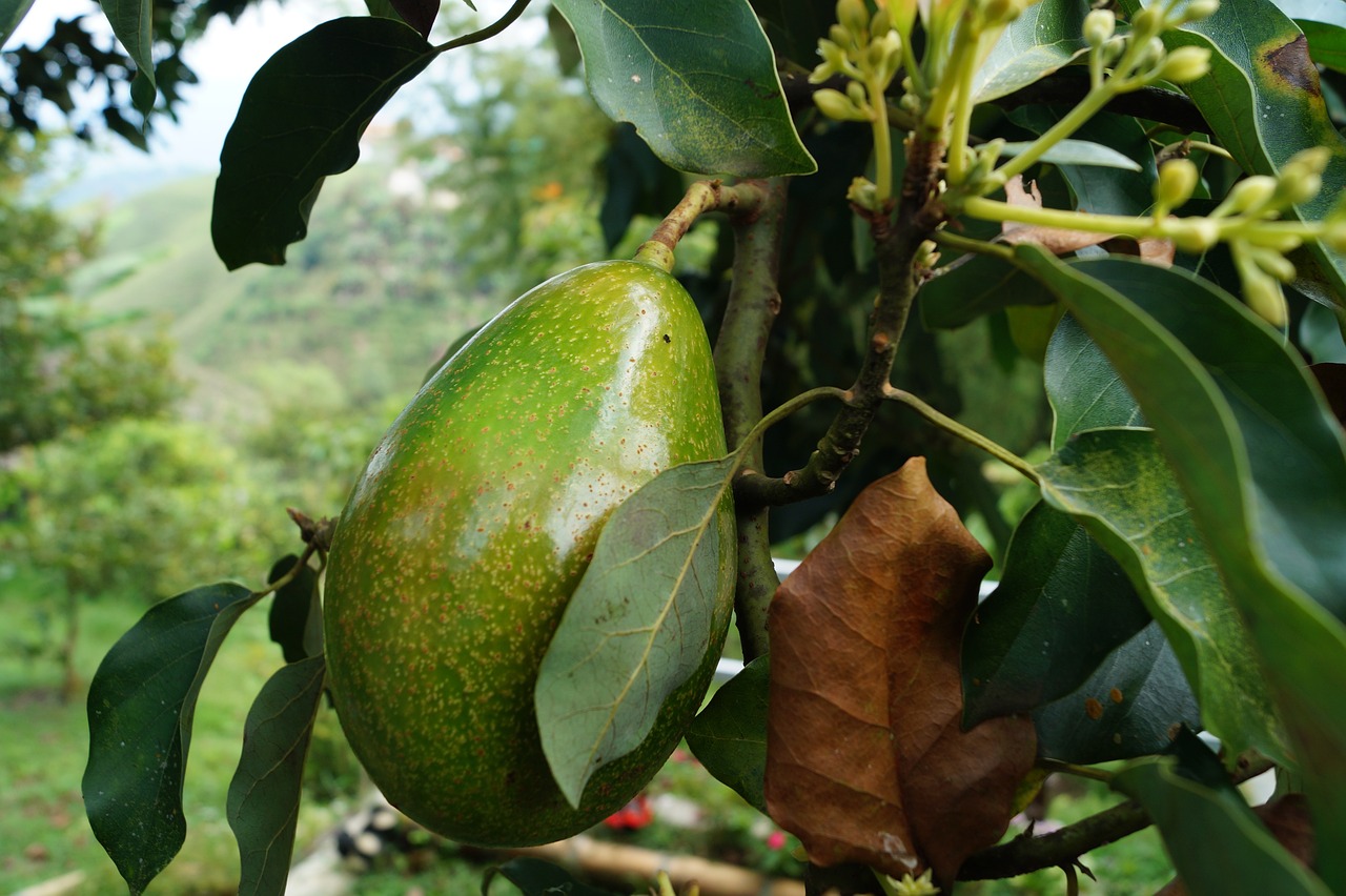 découvrez les bienfaits de l'avocat, ce super-aliment riche en nutriments, parfait pour vos recettes santé. apprenez à l'intégrer dans vos plats avec des idées de recettes délicieuses et faciles à préparer. faites le plein d'oméga-3 et savourez chaque bouchée!