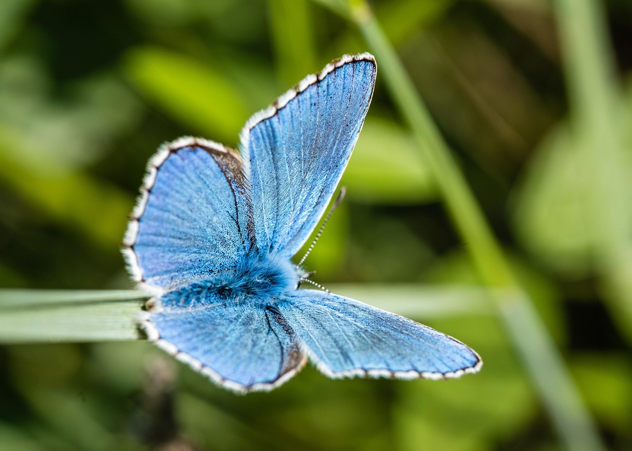 découvrez l'importance de la biodiversité pour notre planète. explorez les interactions entre les espèces, les écosystèmes et l'impact de l'activité humaine sur la richesse naturelle. apprenez comment préserver cette diversité essentielle à la vie.