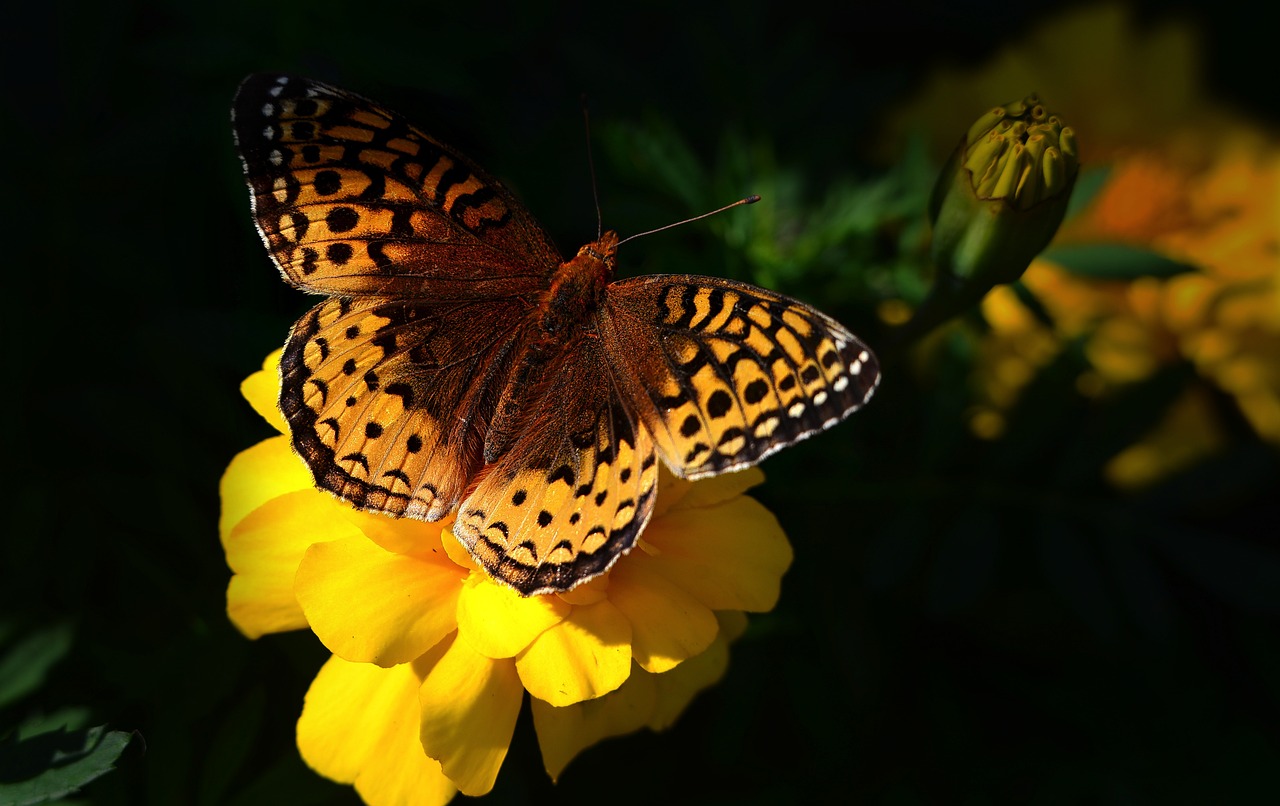 découvrez l'importance de la biodiversité pour notre planète, son impact sur les écosystèmes, la santé humaine et l'économie. apprenez comment préserver cette richesse naturelle et contribuer à un avenir durable.