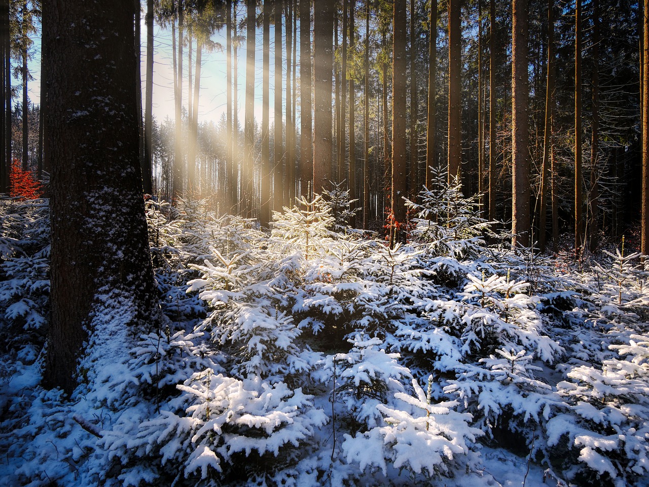 découvrez l'importance de la reforestation pour la biodiversité et la lutte contre le changement climatique. apprenez comment ces initiatives contribuent à restaurer notre planète et à préserver les ressources naturelles pour les générations futures.