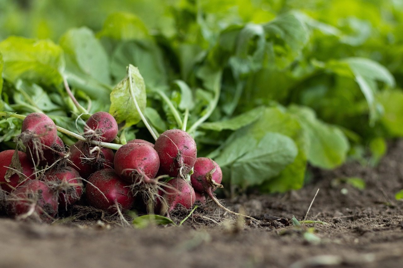 découvrez l'agriculture durable : un modèle innovant qui allie respect de l'environnement, efficacité économique et responsabilité sociale. apprenez comment cette approche révolutionne la production alimentaire tout en préservant nos ressources naturelles pour les générations futures.