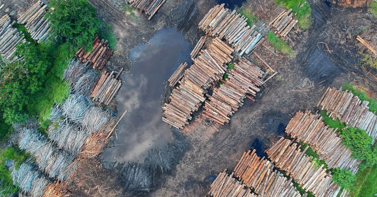 découvrez l'importance des ressources naturelles, des stratégies de gestion durable et des moyens de préserver notre environnement tout en répondant à nos besoins essentiels.