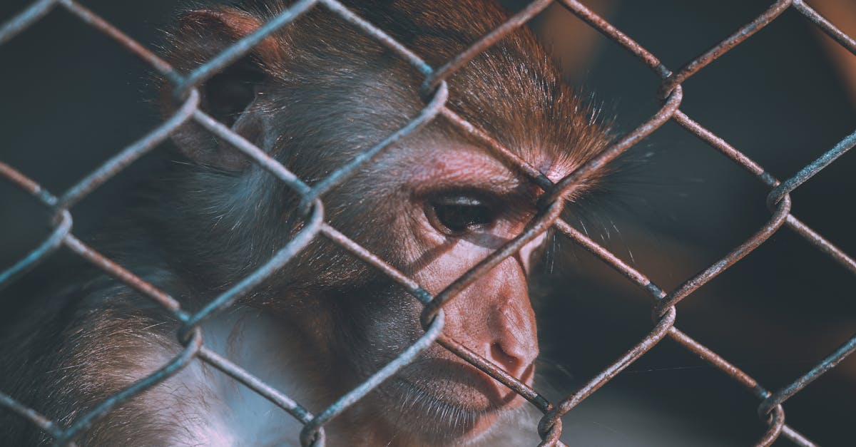 découvrez les principes de l'éthique environnementale, qui explore les relations entre l'homme et la nature, et comprend les responsabilités morales envers l'environnement. apprenez comment ces concepts influencent les décisions écologiques, la protection de la biodiversité et la durabilité.