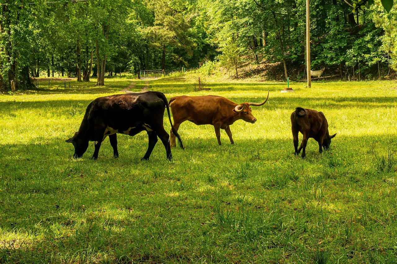 découvrez ce qu'est l'empreinte carbone, son impact sur notre environnement et les actions à entreprendre pour la réduire. apprenez comment des choix responsables peuvent contribuer à un avenir durable.