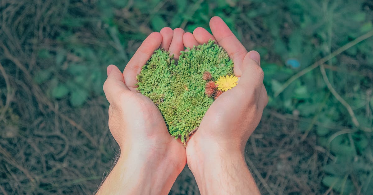découvrez l'art de vivre durable avec nos conseils et astuces pour un quotidien écoresponsable. engagez-vous pour une planète plus verte tout en améliorant votre qualité de vie grâce à des choix éclairés et durables.