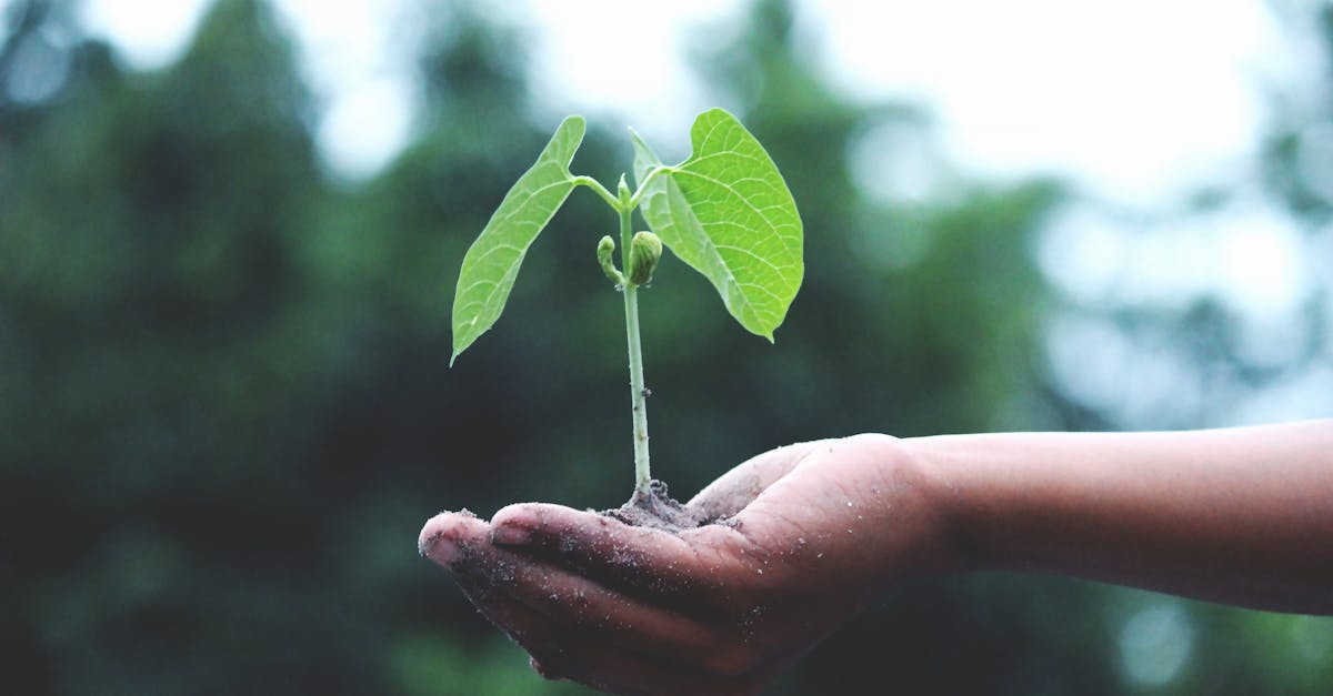 découvrez comment adopter un mode de vie durable grâce à des pratiques écoresponsables et des solutions innovantes. engagez-vous pour un avenir plus vert et préservez notre planète tout en améliorant votre qualité de vie.
